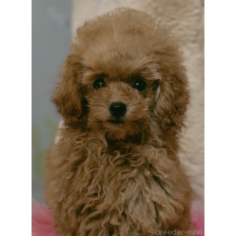 販売中の香川県のティーカッププードル-421881