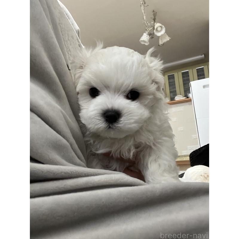 販売中の滋賀県のマルチーズ-430675の42枚目