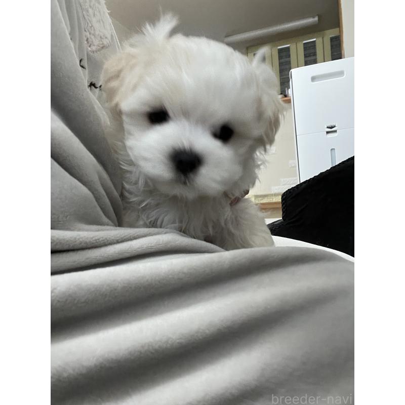 販売中の滋賀県のマルチーズ-430675の41枚目