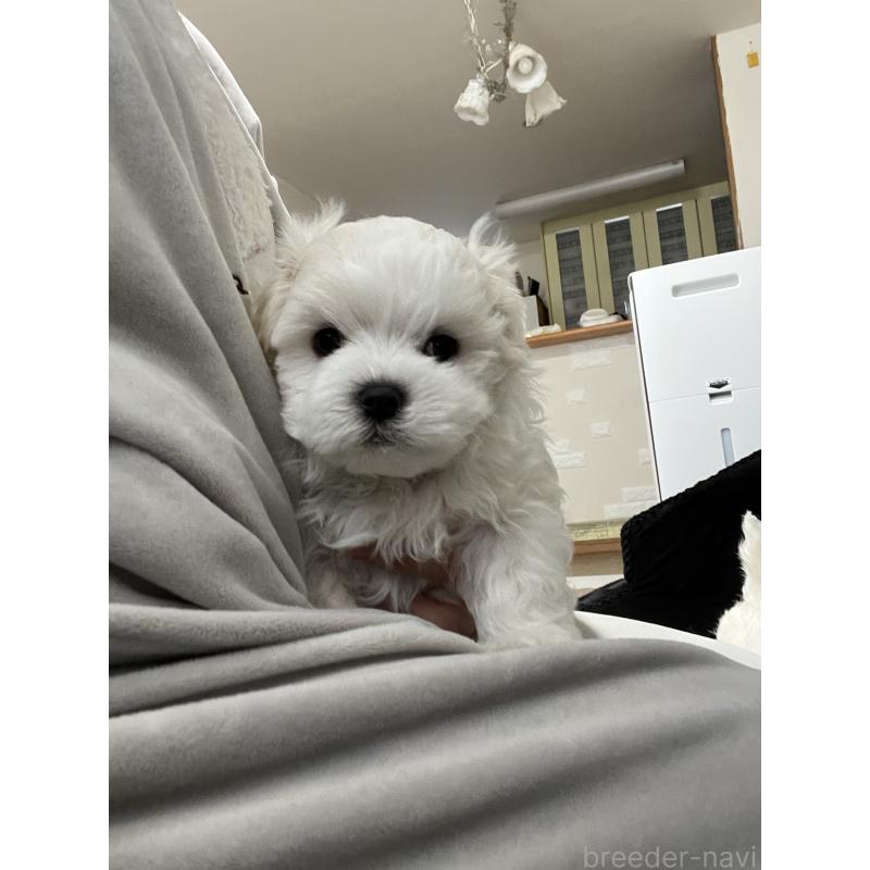 販売中の滋賀県のマルチーズ-430675の40枚目