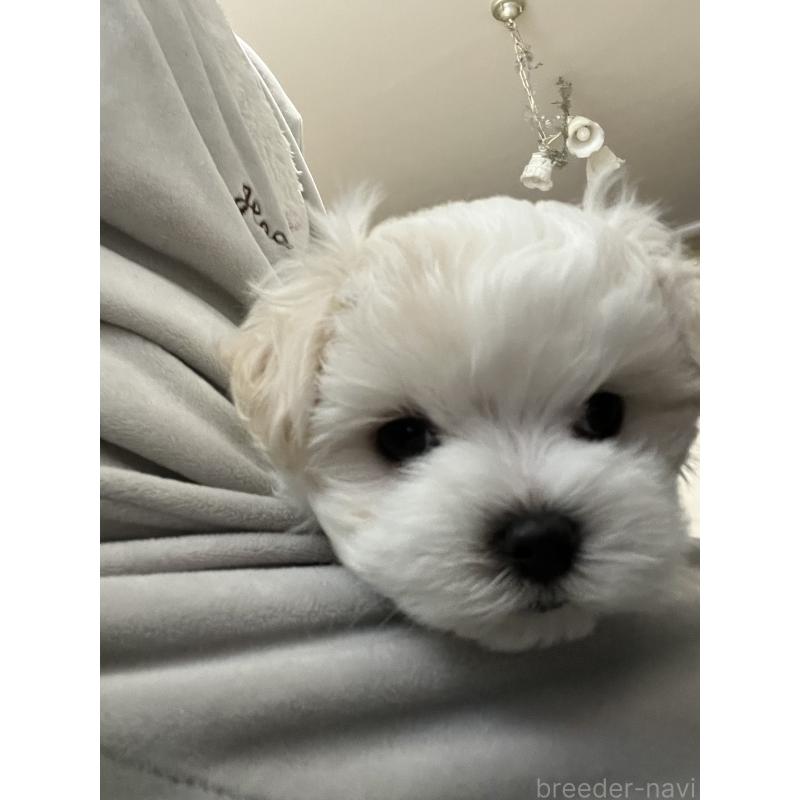 販売中の滋賀県のマルチーズ-430675の39枚目