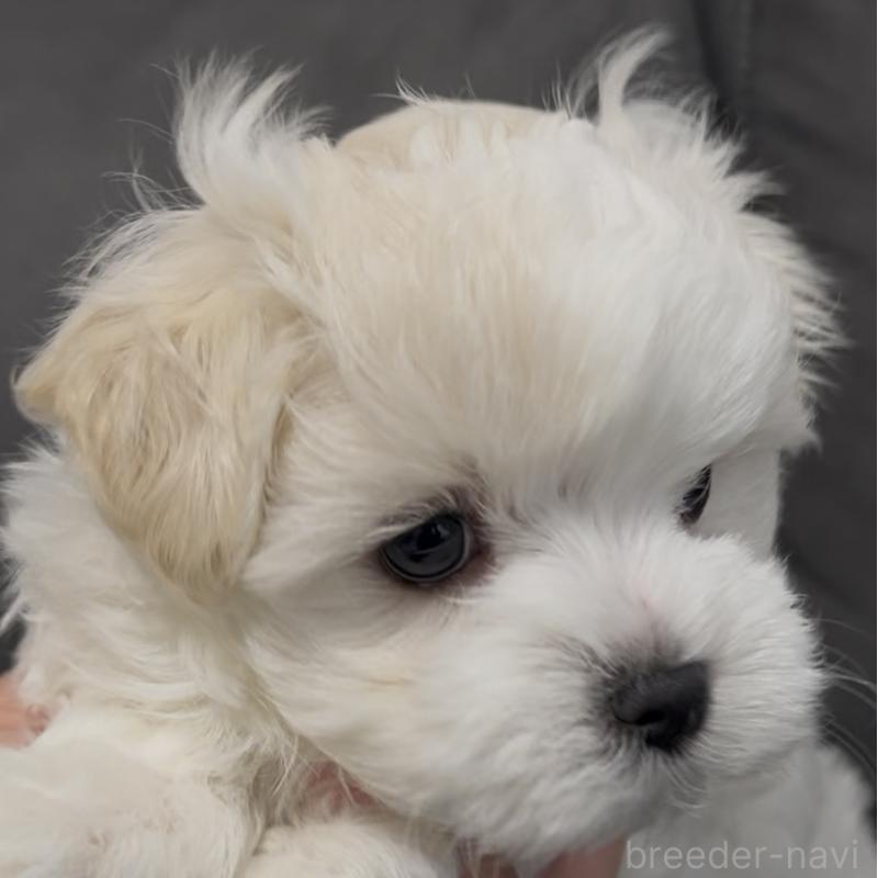 販売中の滋賀県のマルチーズ-430675の38枚目