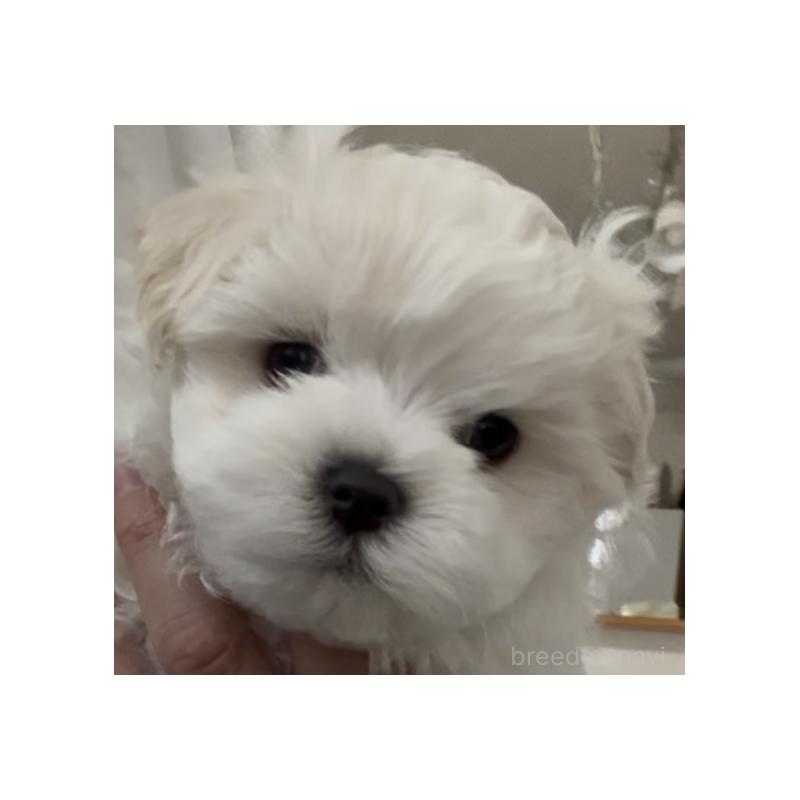 販売中の滋賀県のマルチーズ-430675の36枚目