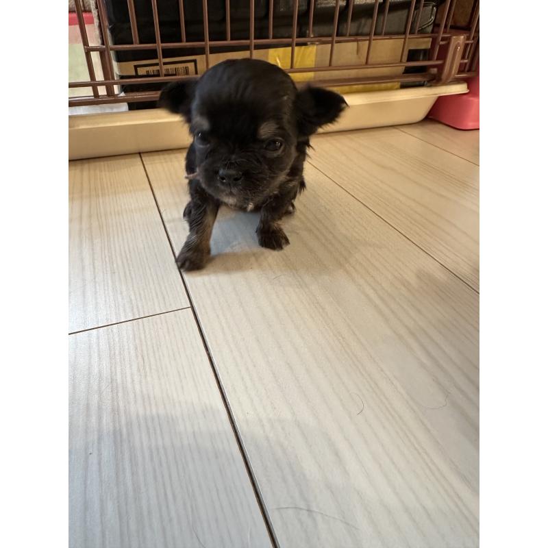 販売中の山形県のチワワ(ロングコート)-437238の3枚目