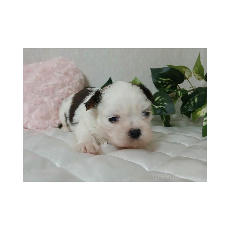 販売中の長崎県のシーズー-437250の5枚目