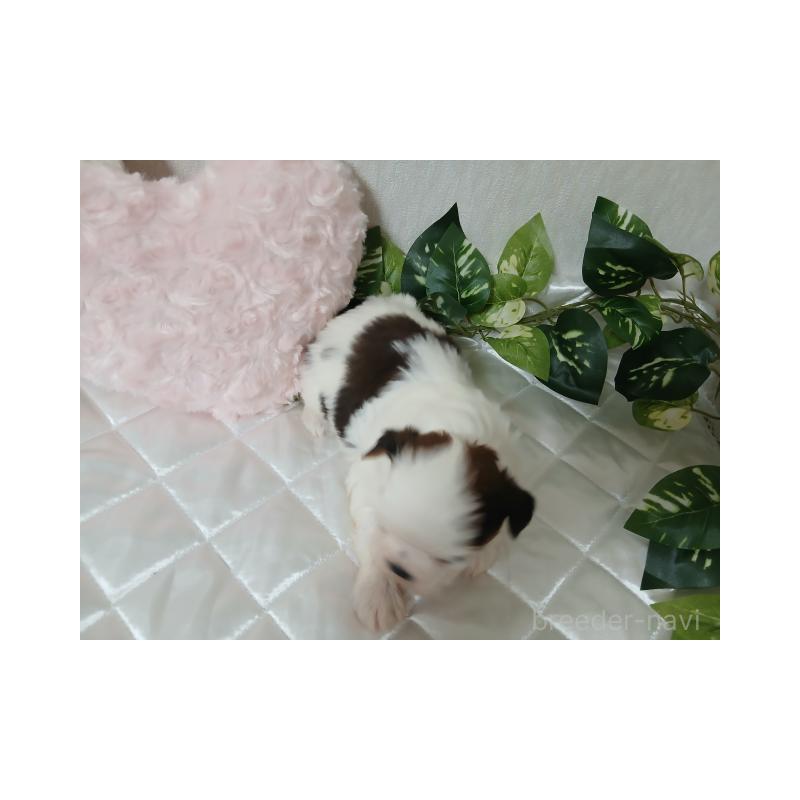 販売中の長崎県のシーズー-437250の4枚目