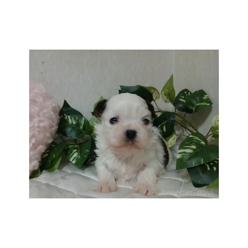 販売中の長崎県のシーズー-437250の3枚目