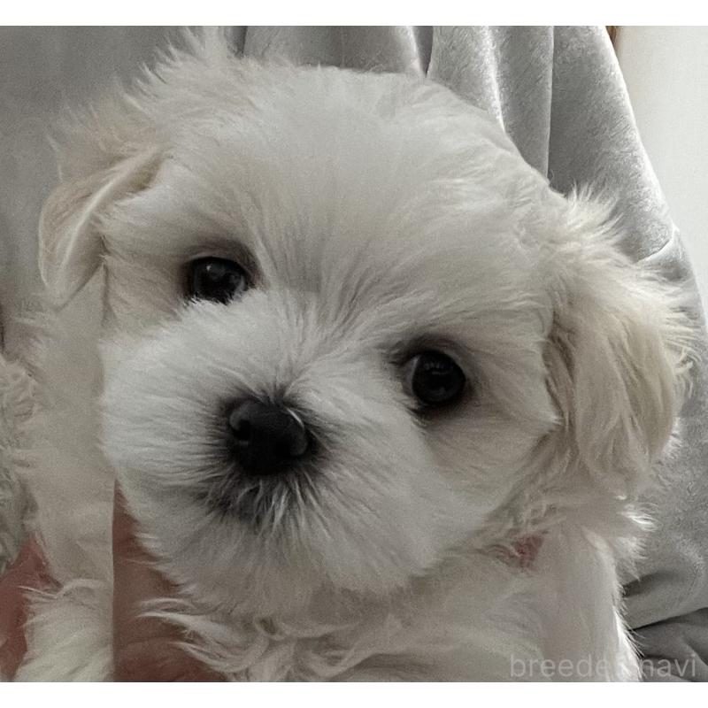 商談中の滋賀県のマルチーズ-430679の37枚目