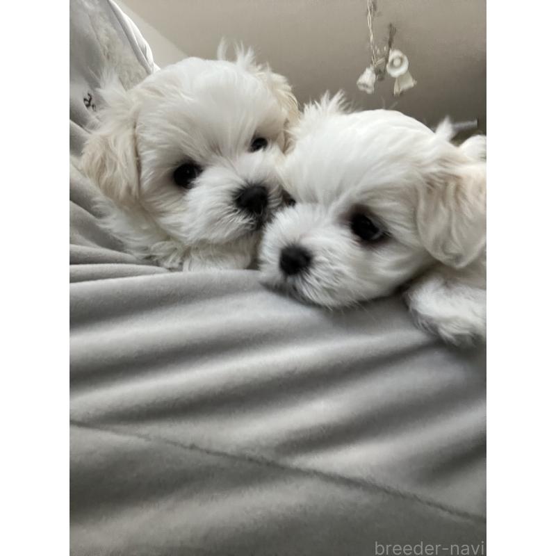 商談中の滋賀県のマルチーズ-430679の36枚目