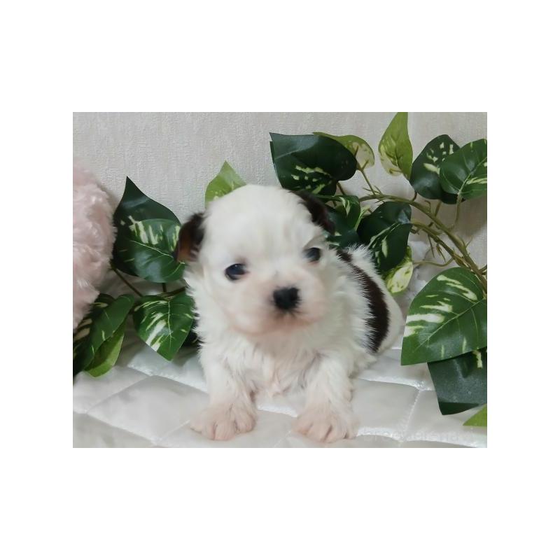 販売中の長崎県のシーズー-437250の2枚目