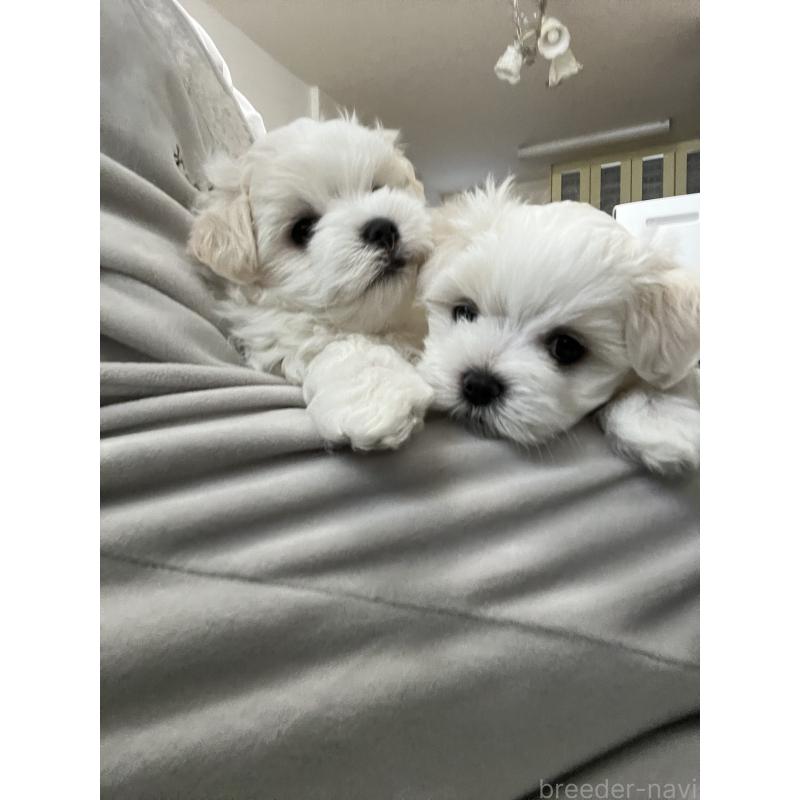 商談中の滋賀県のマルチーズ-430679の35枚目