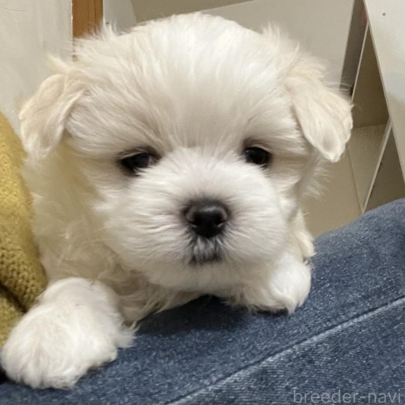 商談中の滋賀県のマルチーズ-430679の32枚目