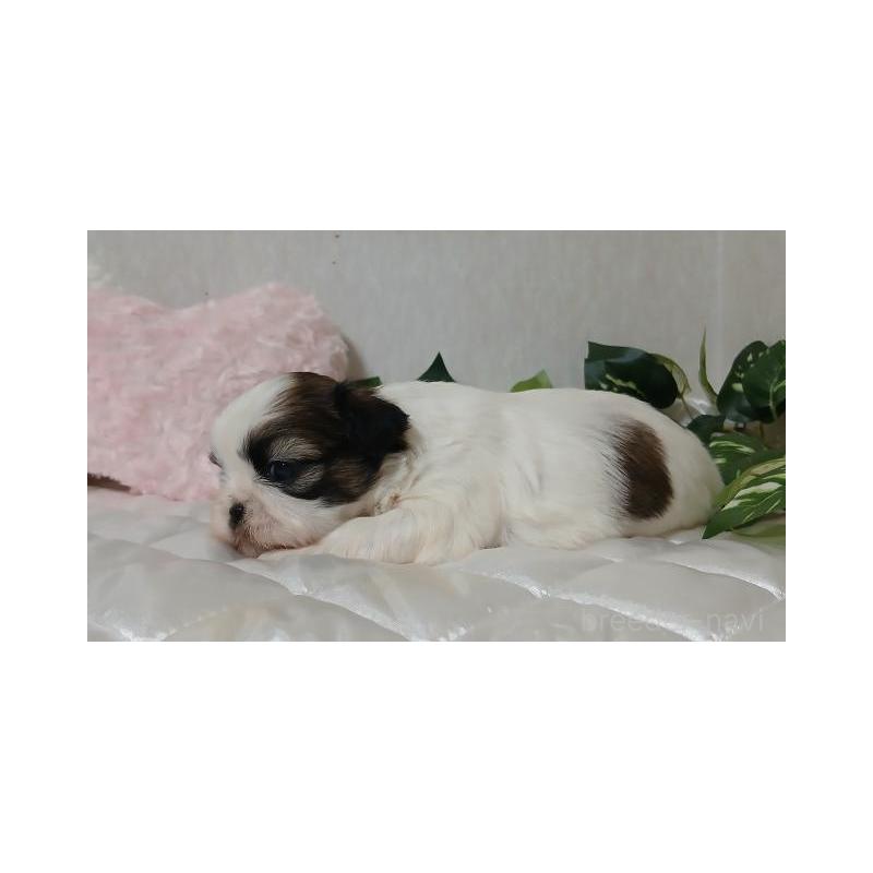 販売中の長崎県のシーズー-437251の5枚目