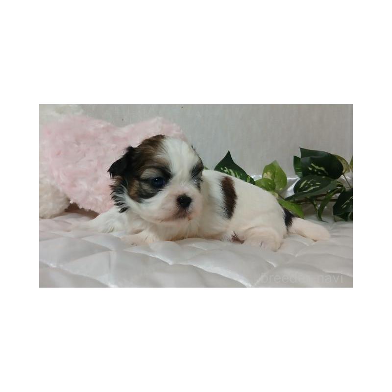 販売中の長崎県のシーズー-437251の4枚目