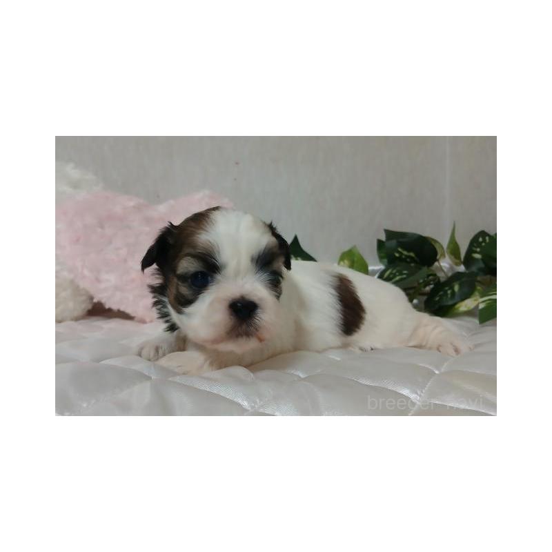 販売中の長崎県のシーズー-437251の3枚目