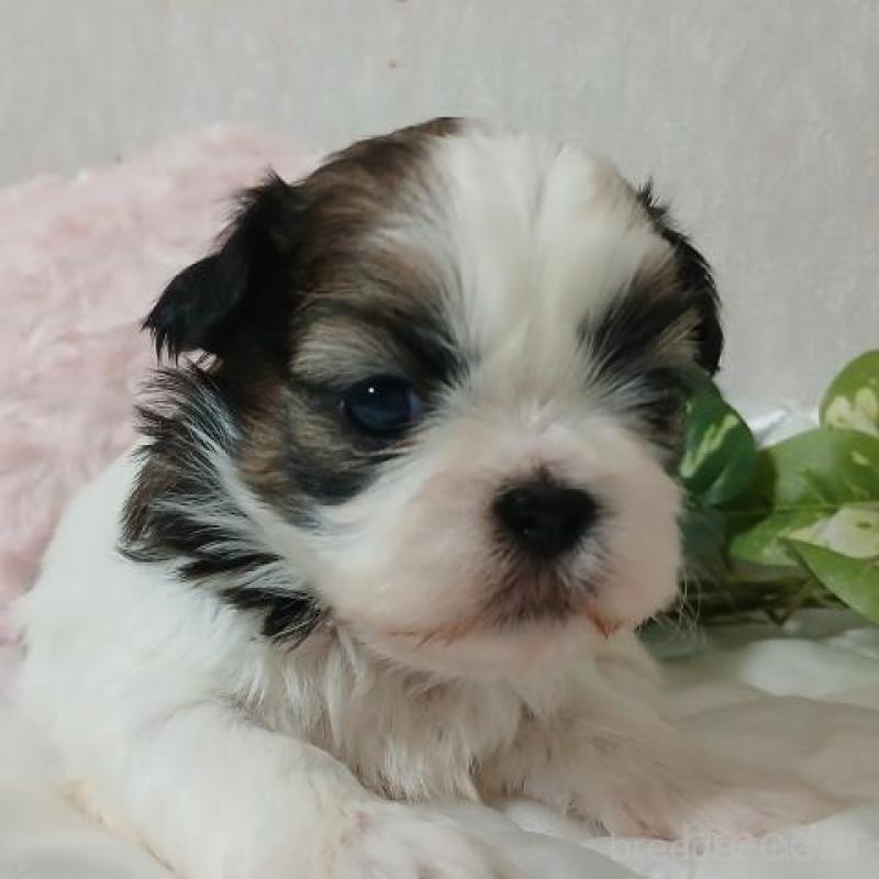 販売中の長崎県のシーズー-437251