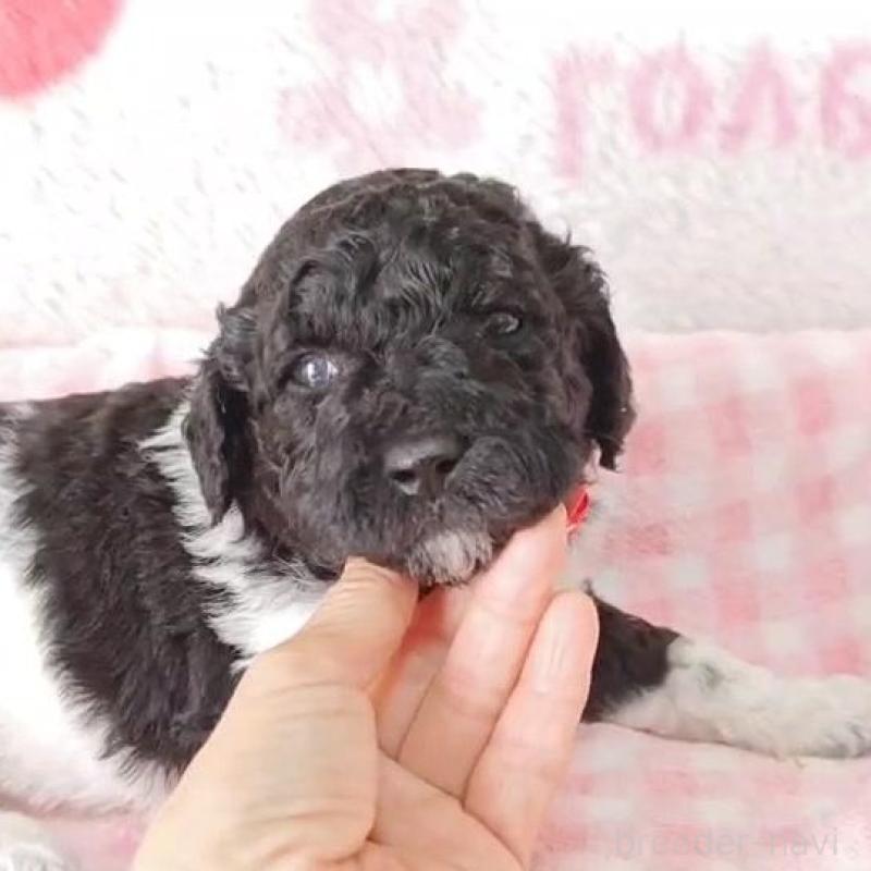 販売中ののスタンダードプードル-434684