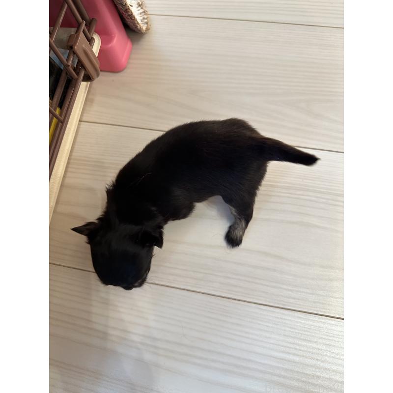 販売中の山形県のチワワ(ロングコート)-437241の3枚目