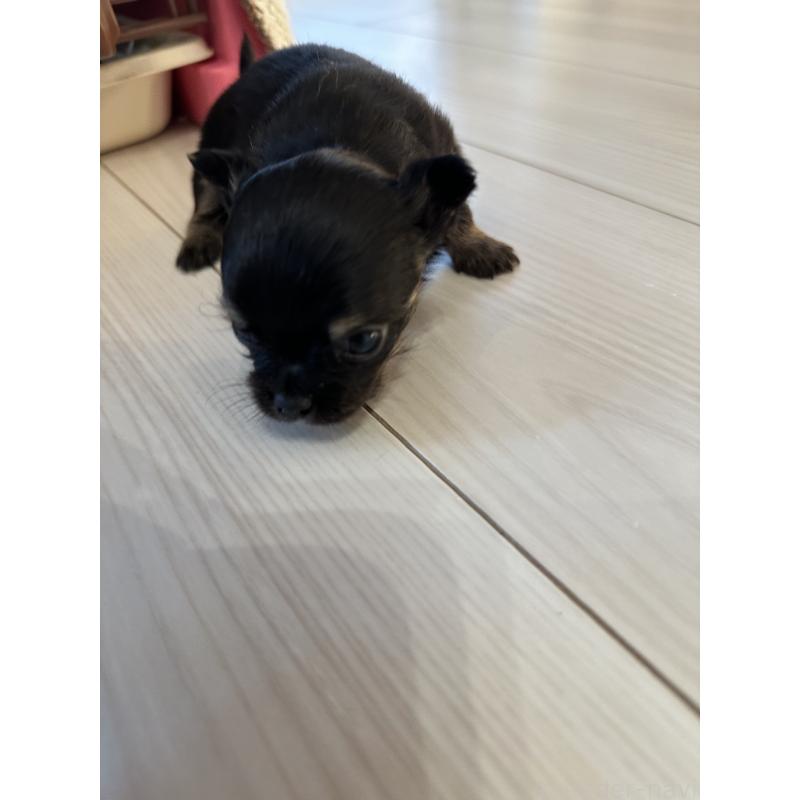 販売中の山形県のチワワ(ロングコート)-437241の2枚目