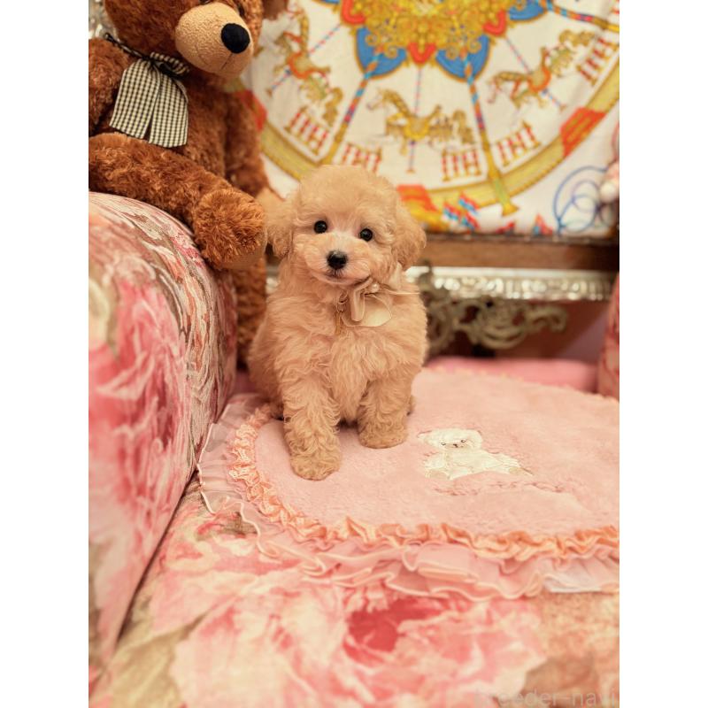 販売中の大阪府のトイプードル-437253の11枚目