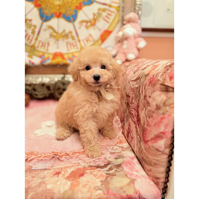 販売中の大阪府のトイプードル-437253の10枚目