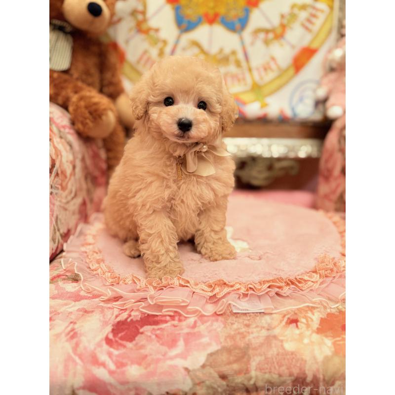 販売中の大阪府のトイプードル-437253の6枚目