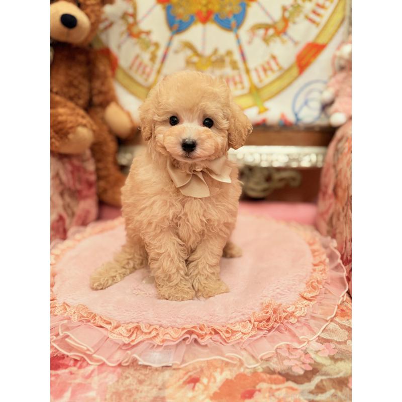 販売中の大阪府のトイプードル-437253の4枚目