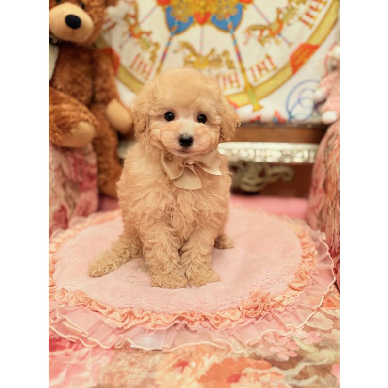 販売中の大阪府のトイプードル-437253の3枚目