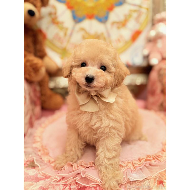 販売中の大阪府のトイプードル-437253の2枚目