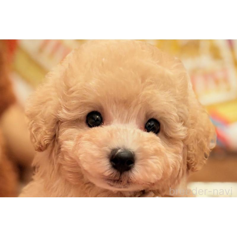 販売中の大阪府のトイプードル-437253の1枚目