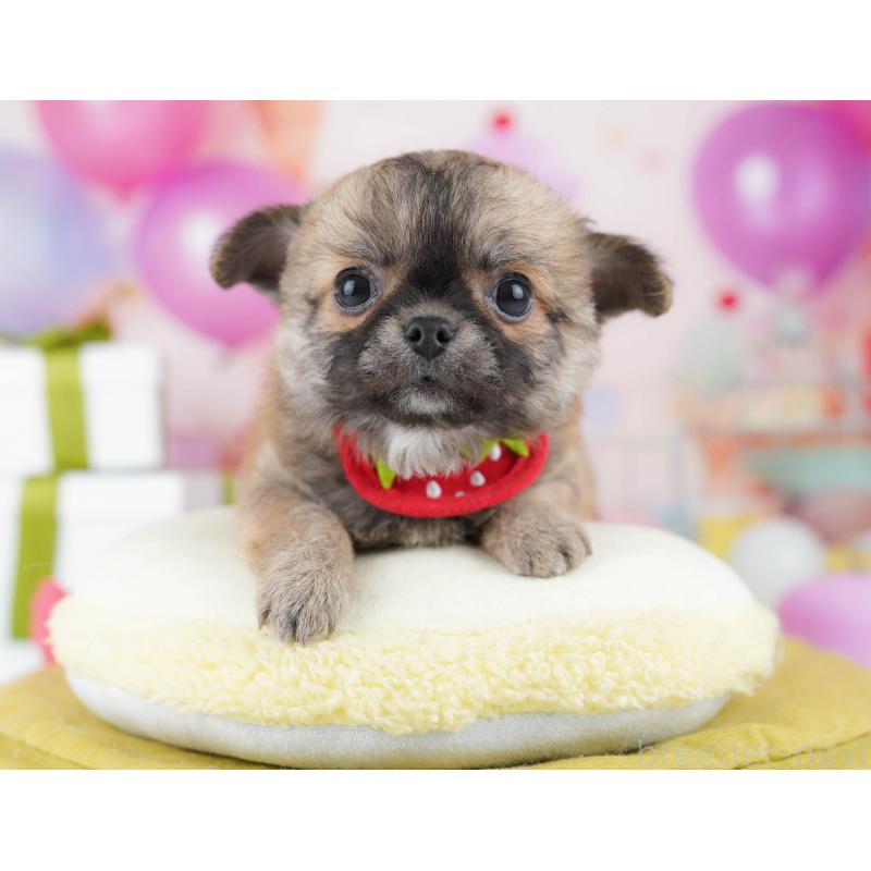 販売中の千葉県のチワワ(ロングコート)-437860