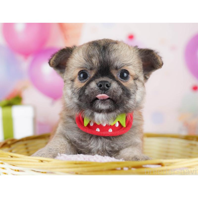 販売中の千葉県のチワワ(ロングコート)-437860の11枚目