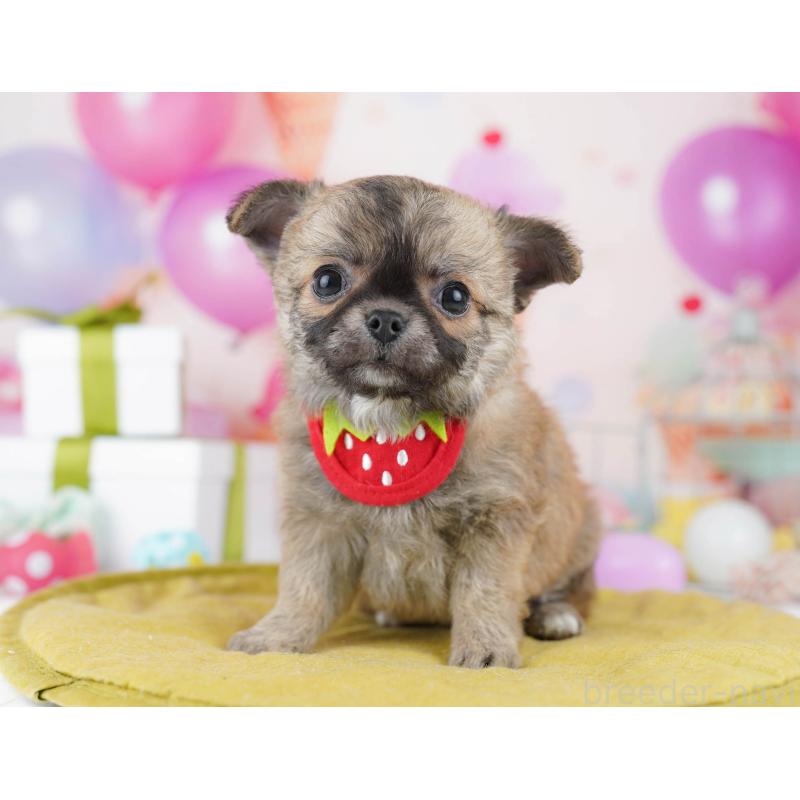 販売中の千葉県のチワワ(ロングコート)-437860の10枚目