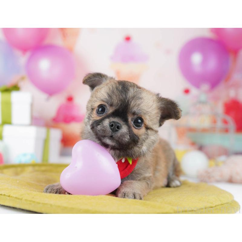 販売中の千葉県のチワワ(ロングコート)-437860の9枚目