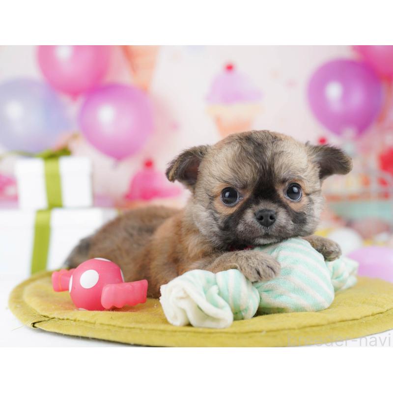 販売中の千葉県のチワワ(ロングコート)-437860の6枚目