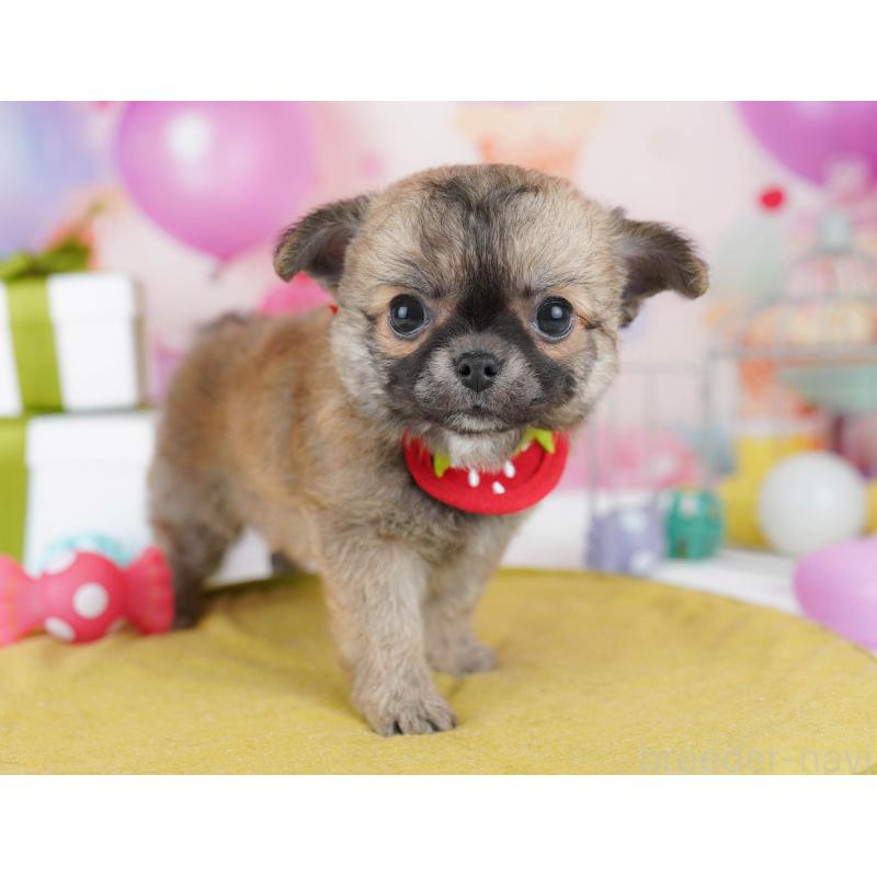 販売中の千葉県のチワワ(ロングコート)-437860の5枚目