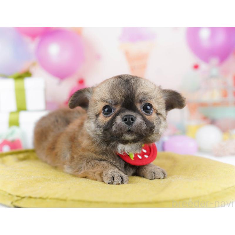 販売中の千葉県のチワワ(ロングコート)-437860の4枚目