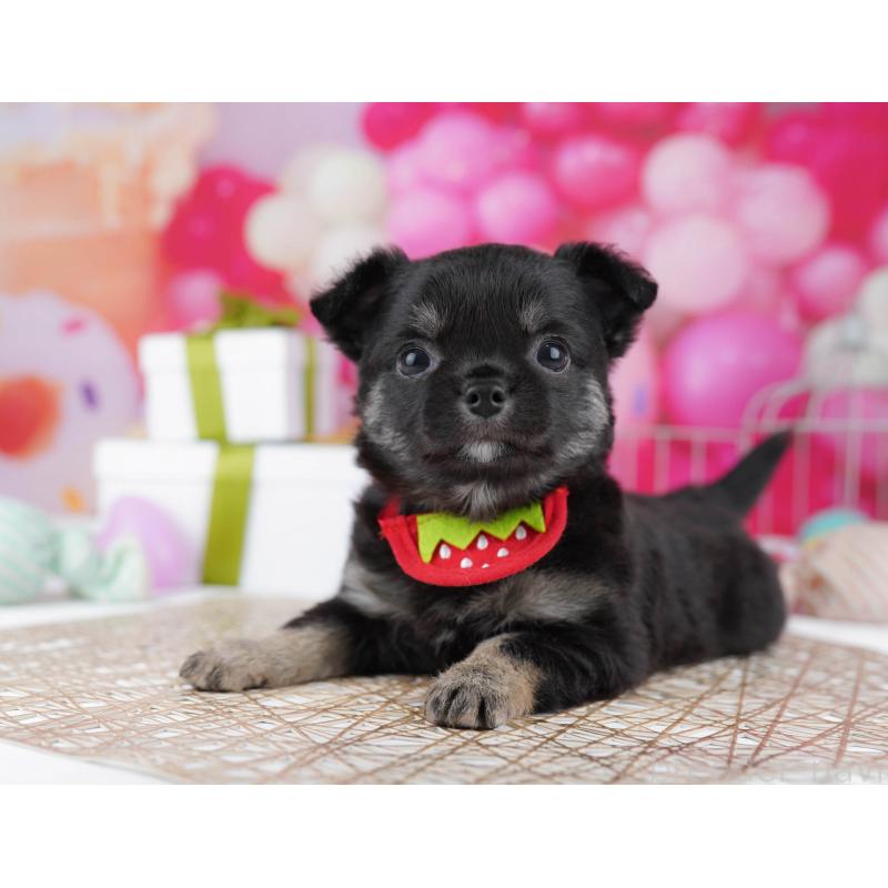 販売中の千葉県のチワワ(ロングコート)-437859