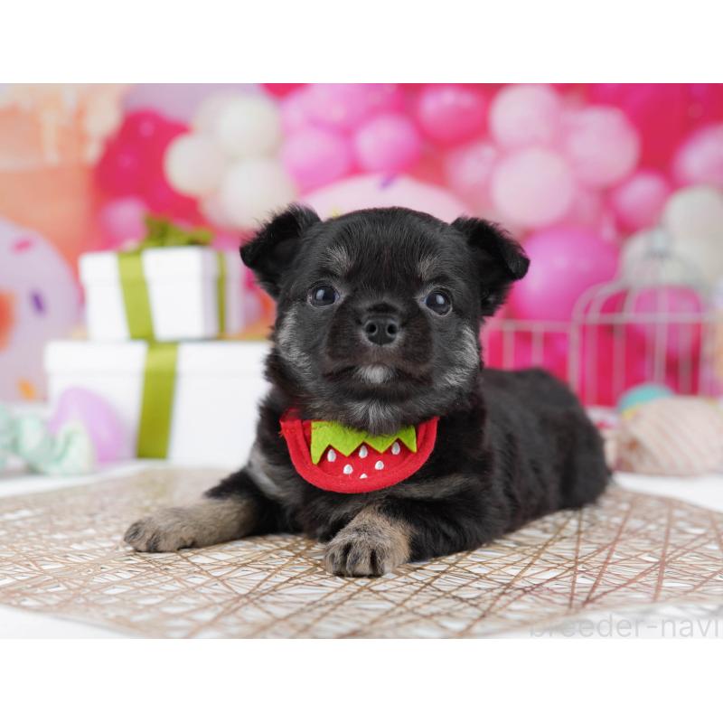 販売中の千葉県のチワワ(ロングコート)-437859の7枚目