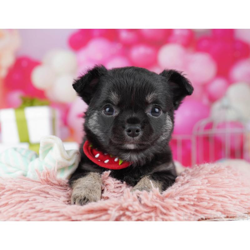 販売中の千葉県のチワワ(ロングコート)-437859の5枚目