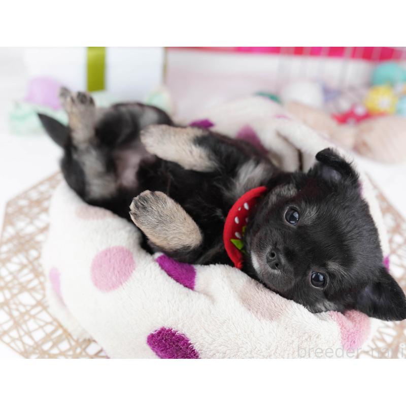 販売中の千葉県のチワワ(ロングコート)-437859の3枚目