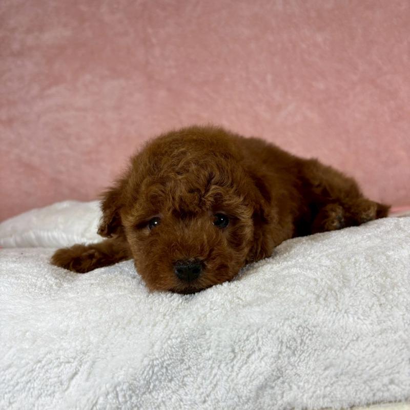 販売中の大阪府のトイプードル-437254の3枚目