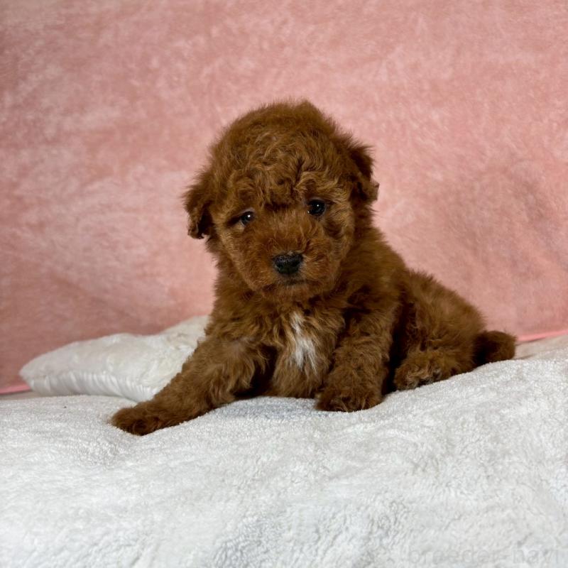 販売中の大阪府のトイプードル-437254の2枚目