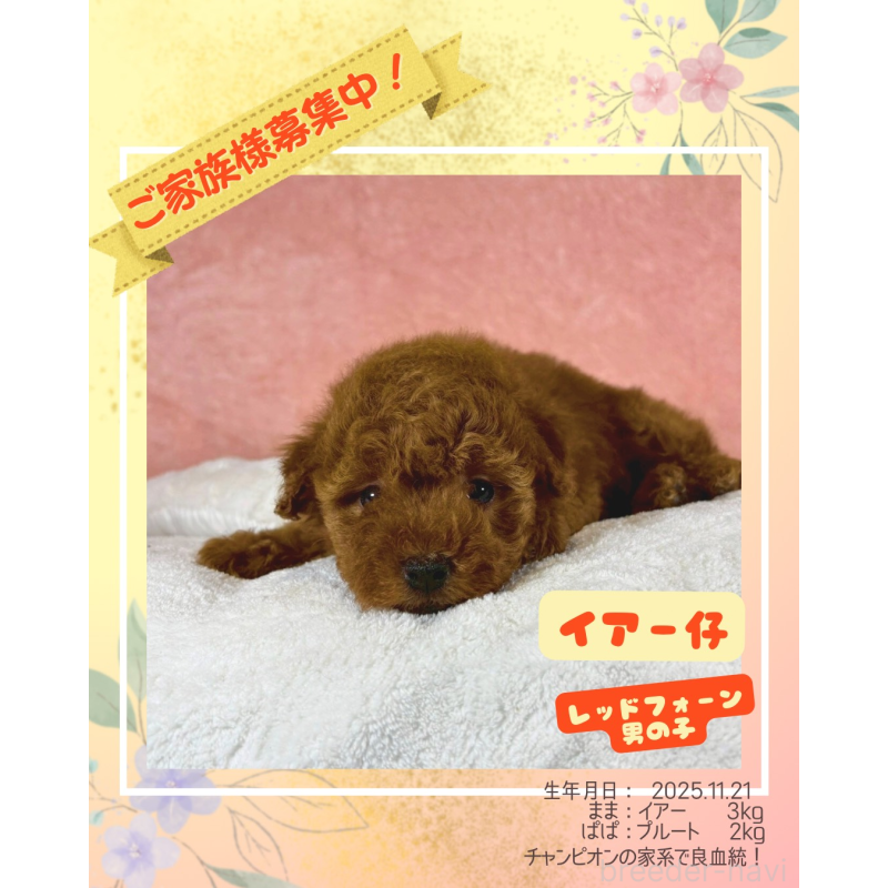 販売中の大阪府のトイプードル-437254