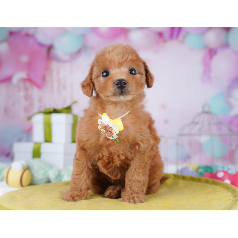 販売中の千葉県のトイプードル-437840