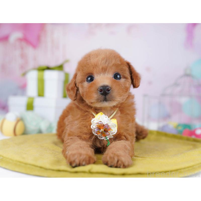 販売中の千葉県のトイプードル-437840の11枚目