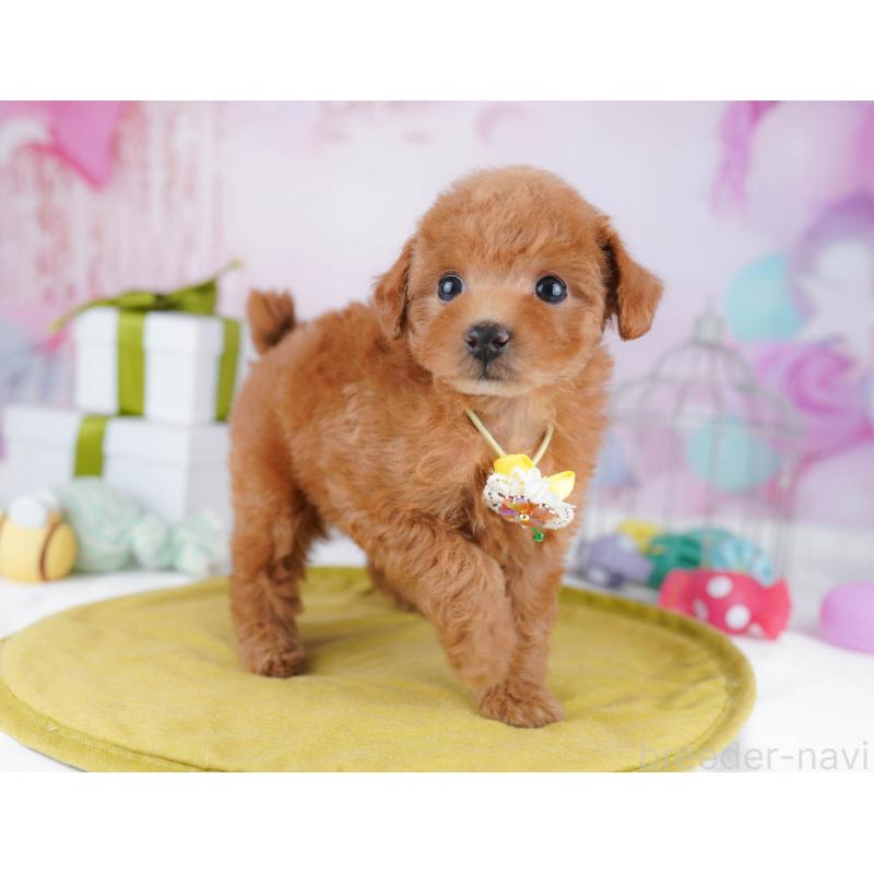 販売中の千葉県のトイプードル-437840の10枚目