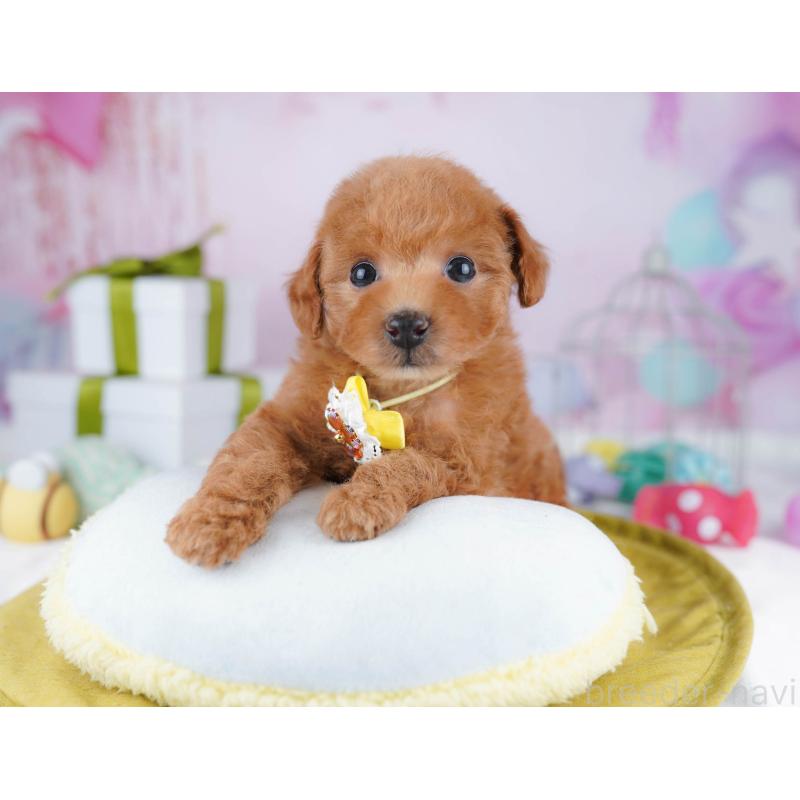 販売中の千葉県のトイプードル-437840の9枚目