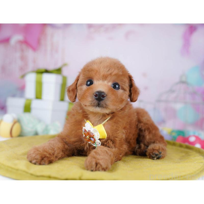 販売中の千葉県のトイプードル-437840の8枚目