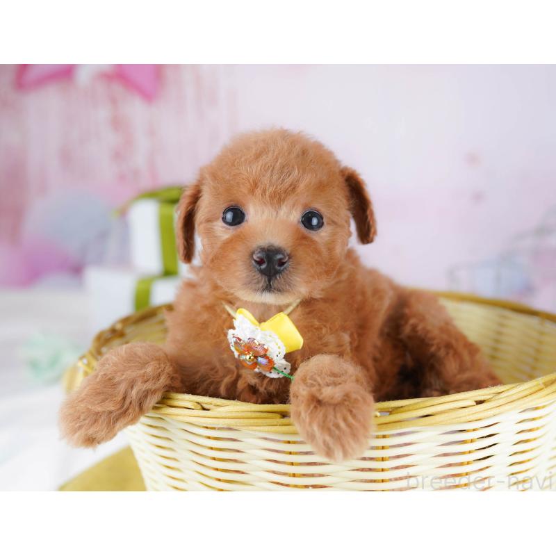 販売中の千葉県のトイプードル-437840の7枚目